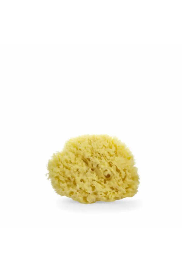 Lua & Lee Sponge 1 Unit